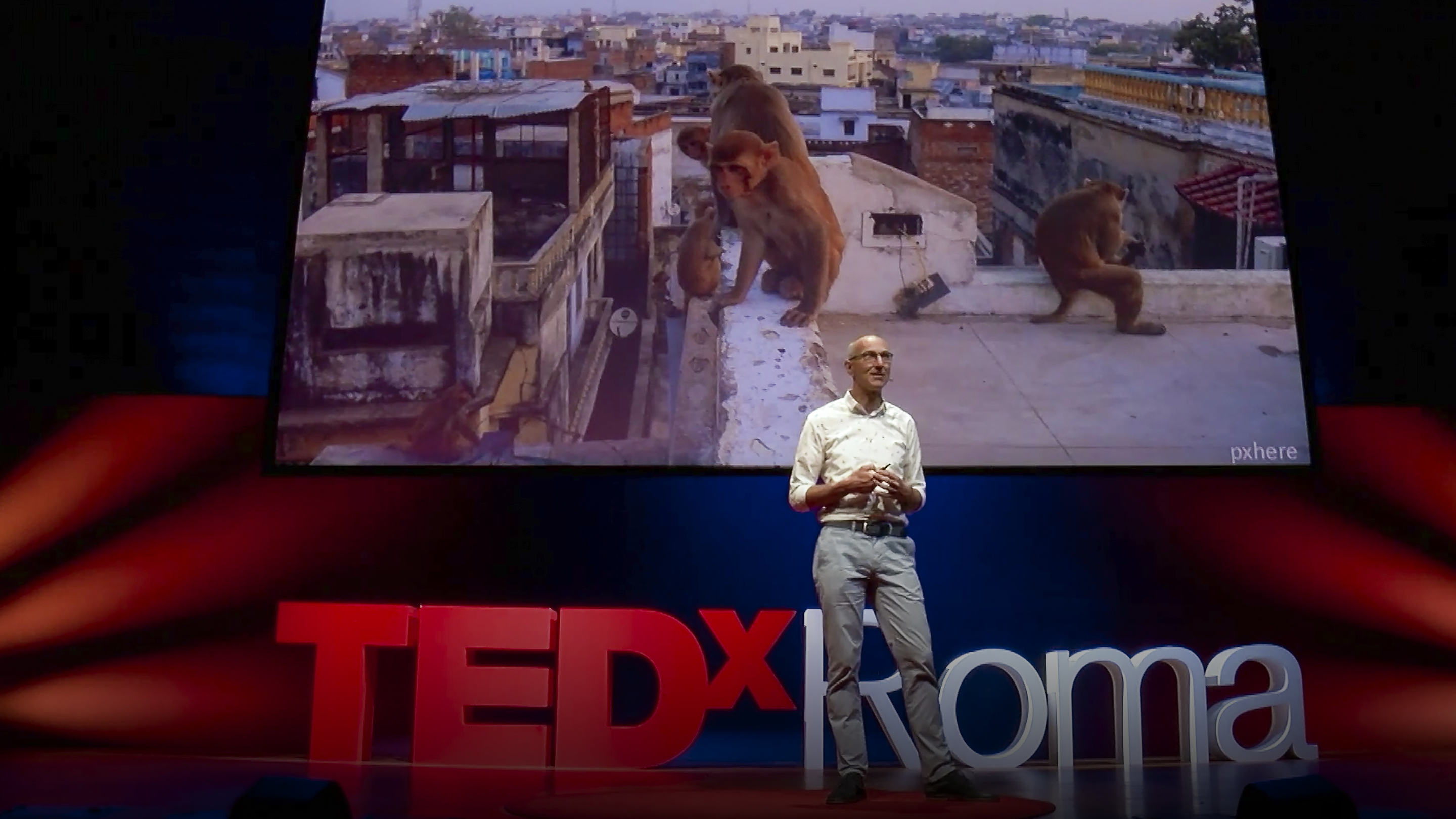 How animals and plants are evolving in cities