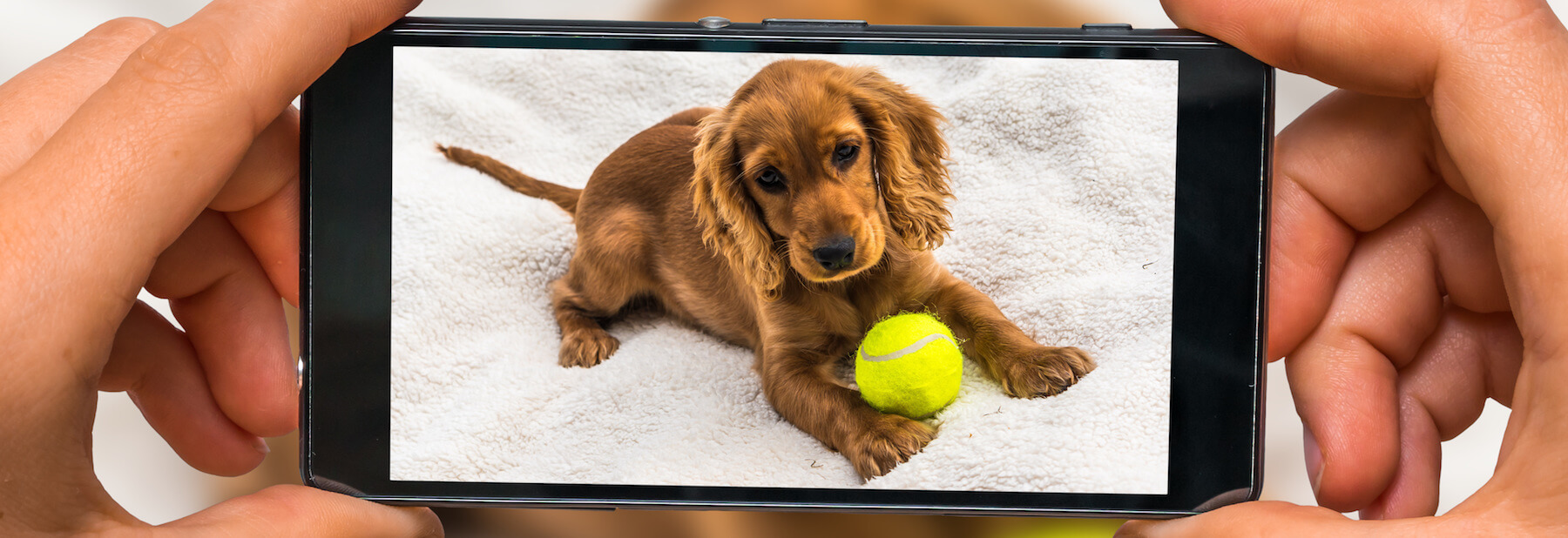 A person using their phone to take a photo of a small brown dog playing with a tennis ball.