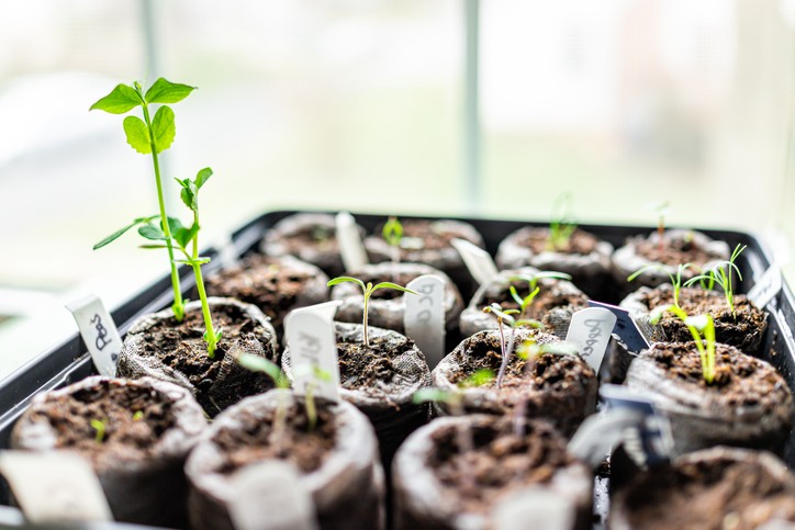 The Positive Effect of Plants and Nature on our Lives
