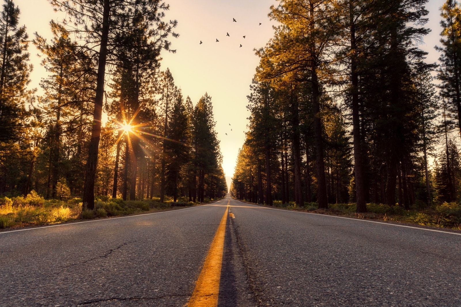 Wanderlust Road Tress