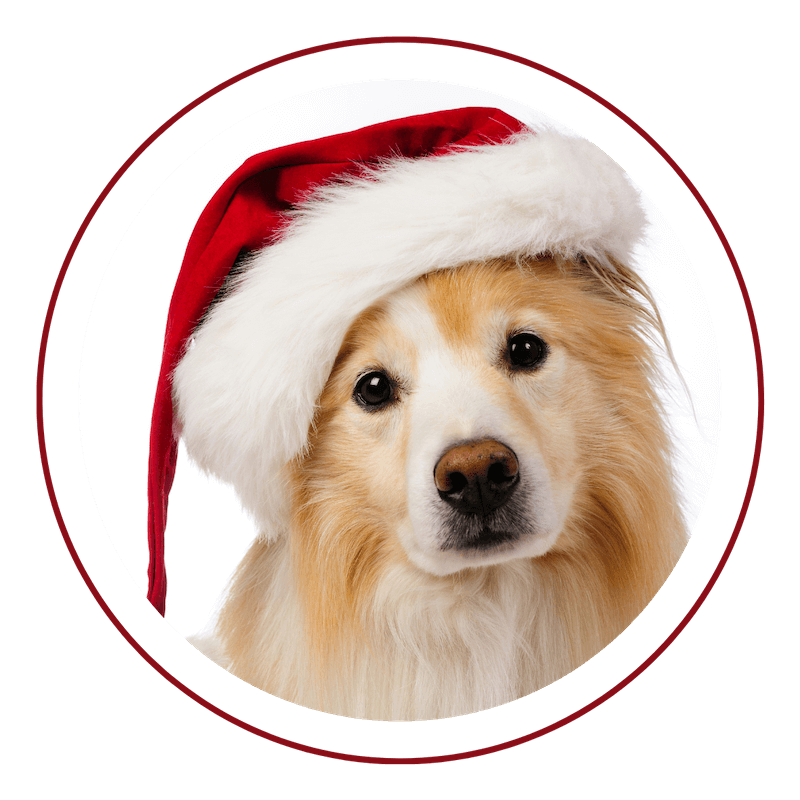 Dog wearing a Santa Hat