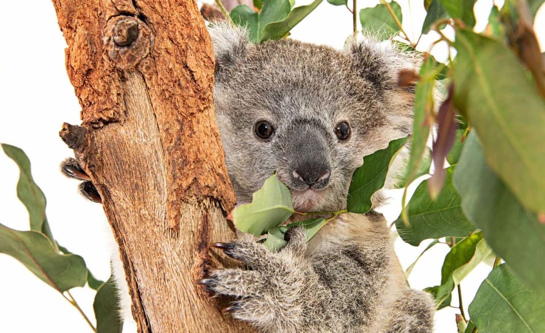 Sydney Wildlife Rescue Home