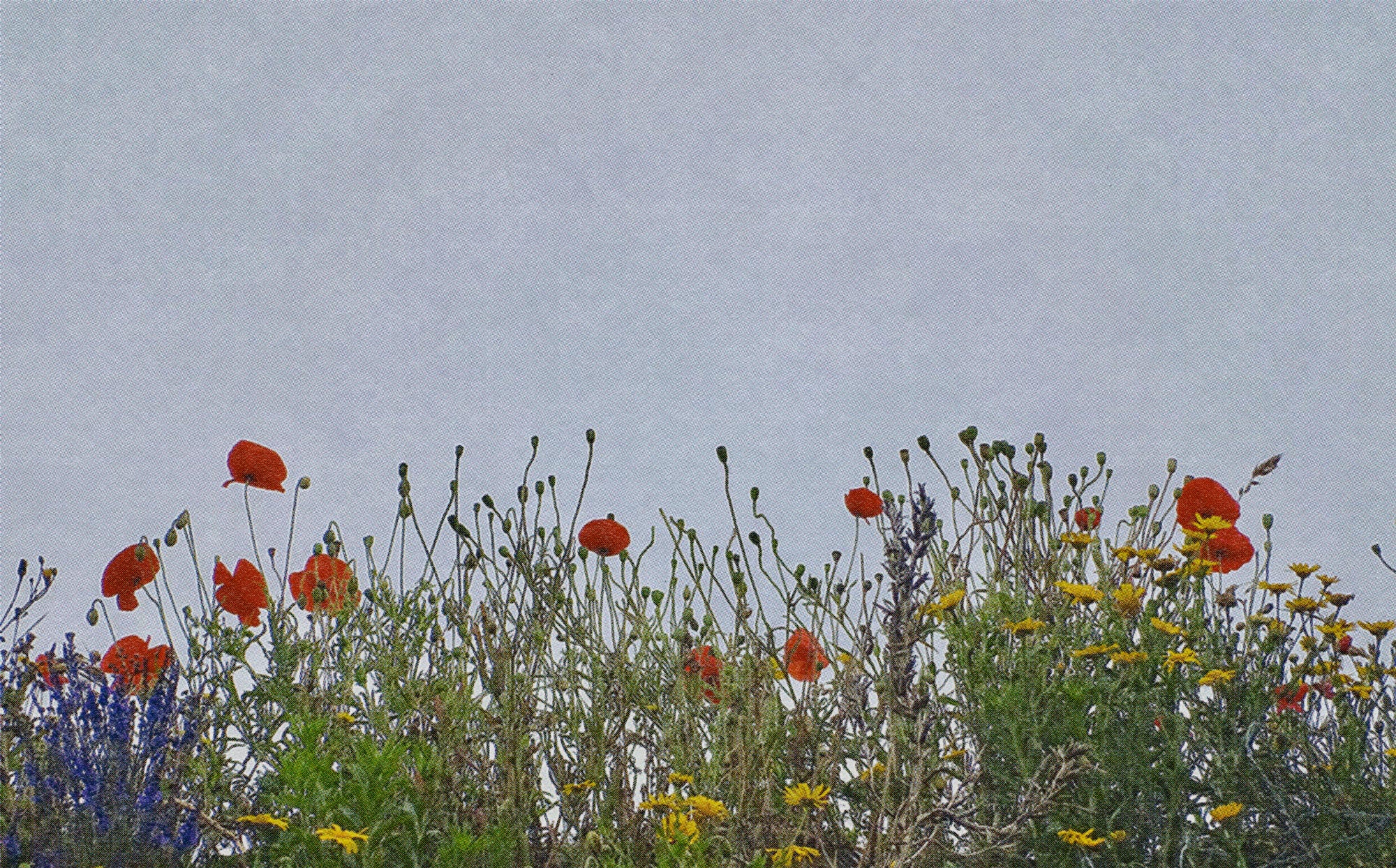 red and yellow flowers against the sky