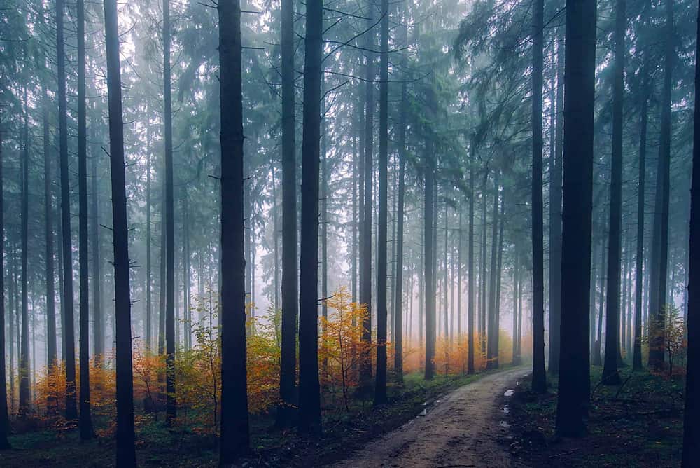 Pexels Image
