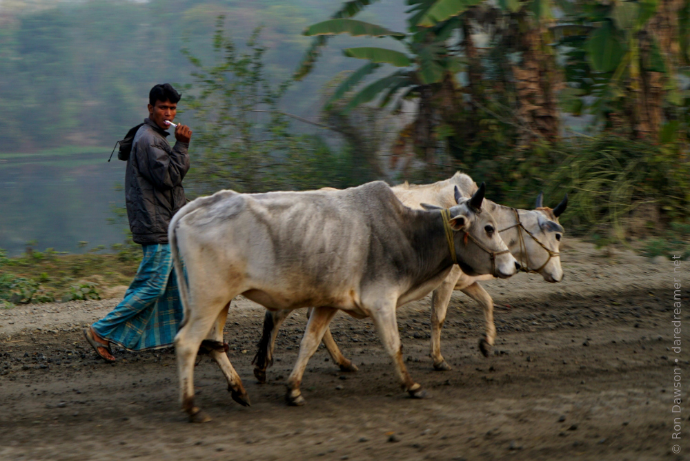 Indian man with two oxen brushing his teeth