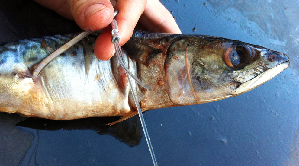 How To Rig A Mackerel Bait For Swordfish