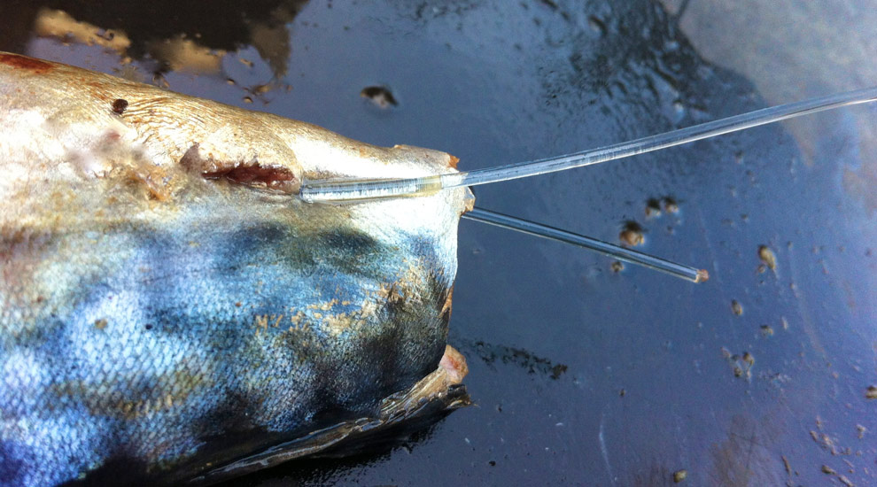 How To Rig A Mackerel Bait For Swordfish