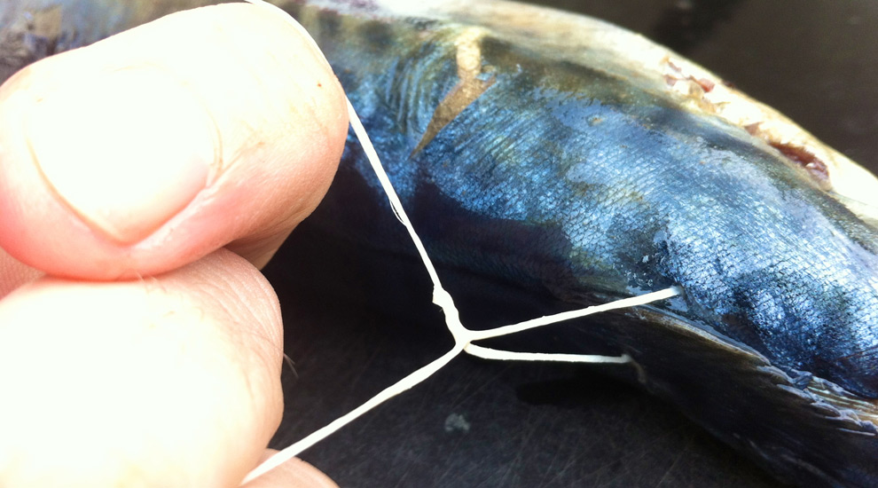 How To Rig A Mackerel Bait For Swordfish