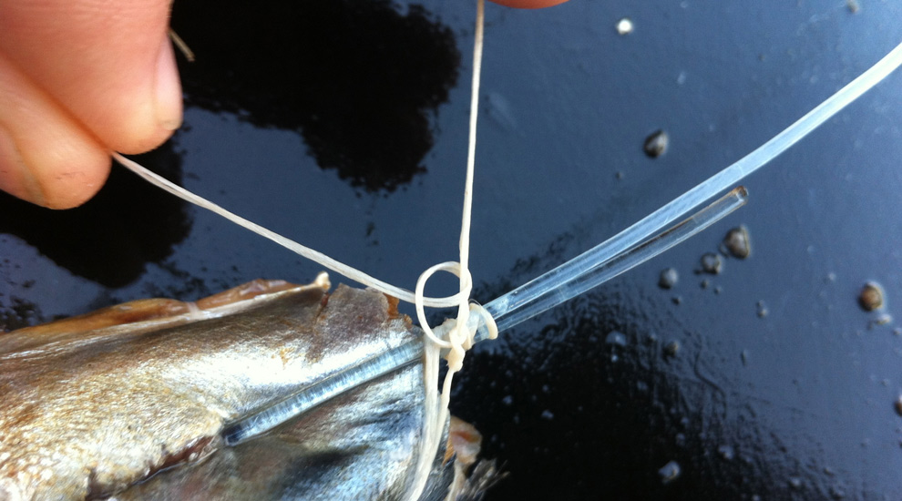 How To Rig A Mackerel Bait For Swordfish