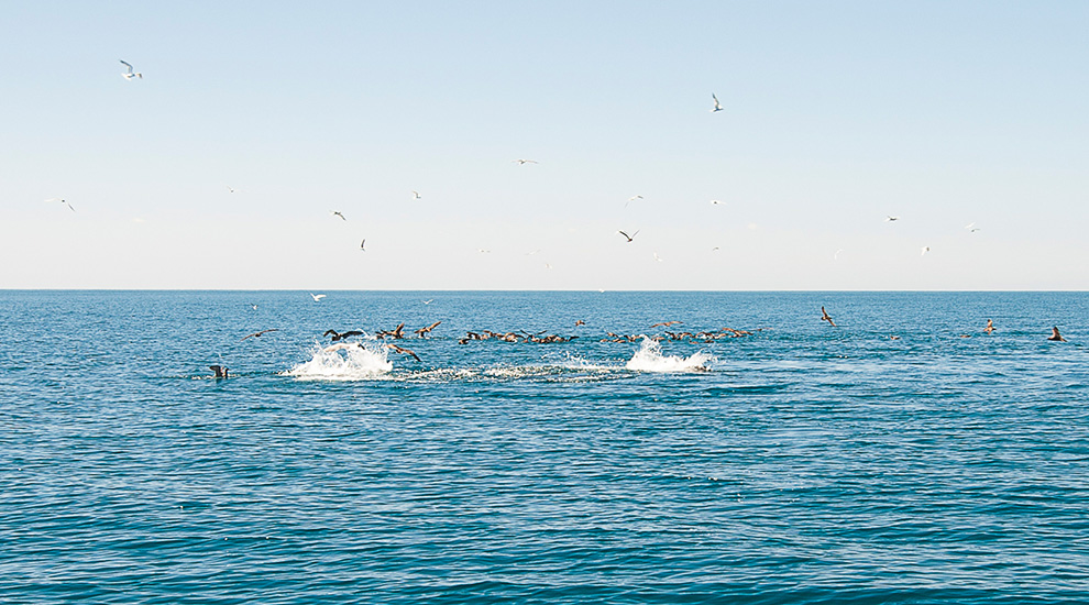 Fish Busting How to Fish Surface Action