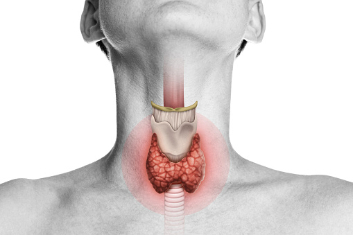 thyroid in females