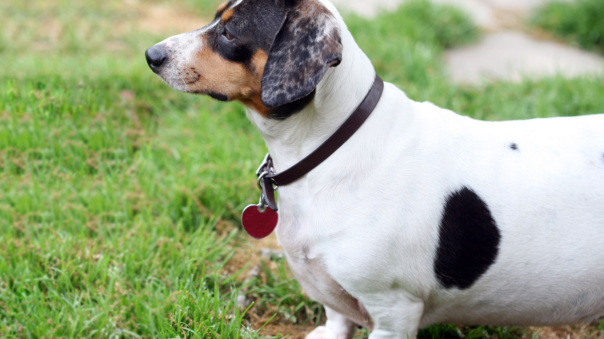 Dogcheck Hero image of dog