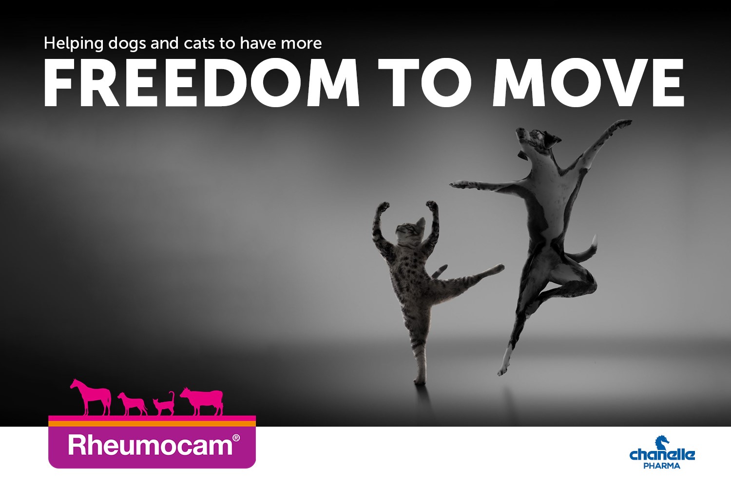 Rheumocam Companion Animal (Cat and Dog)