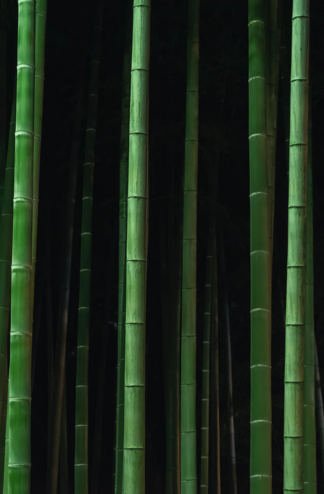 Bamboo trees growing in forest at night