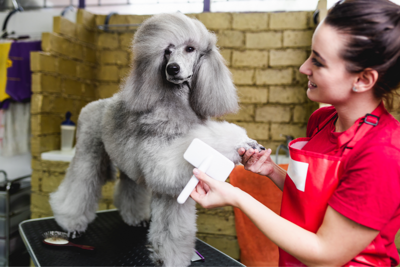 The top questions to ask a dog groomers Pawsh