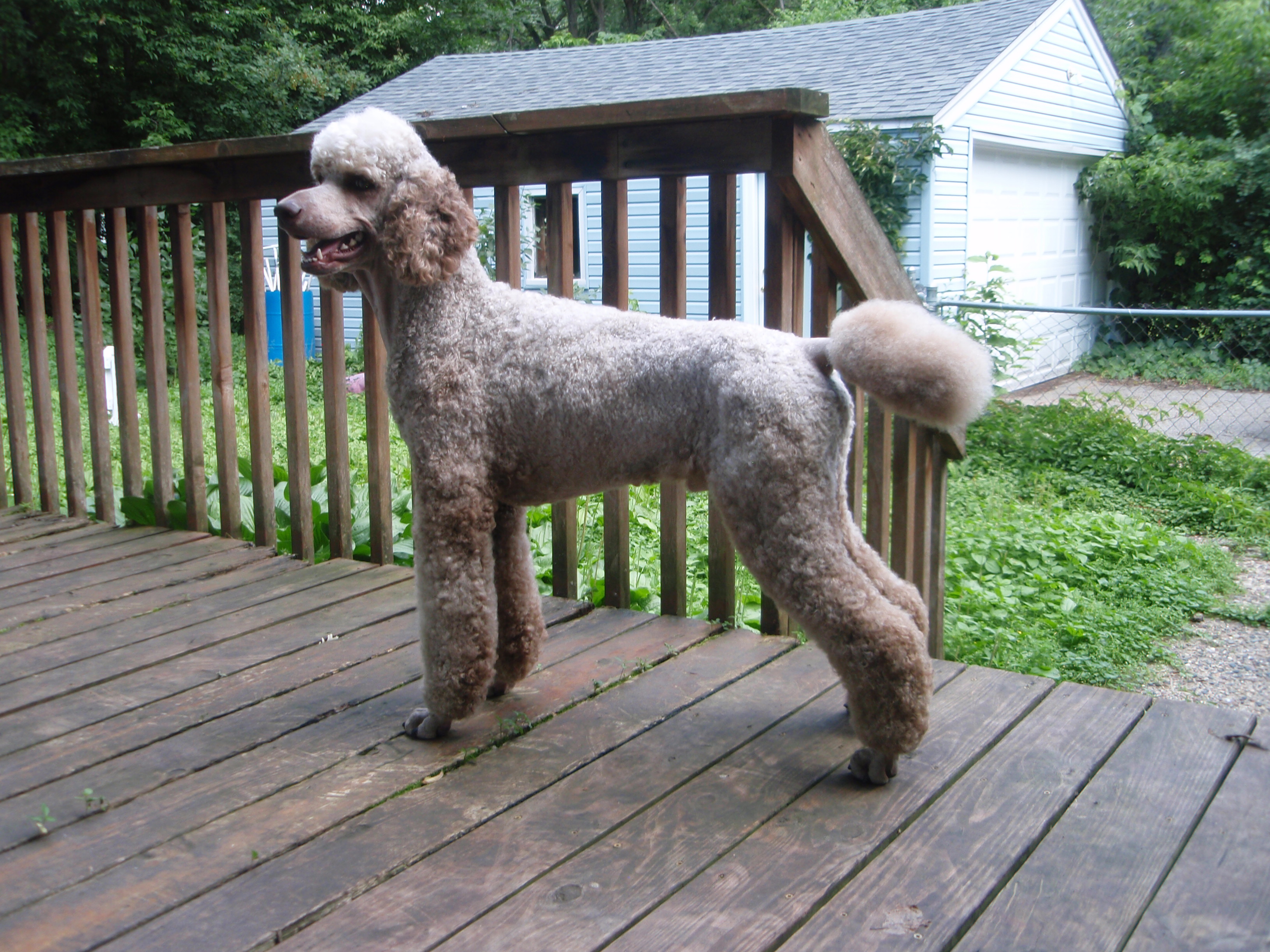 how to trim poodle at home