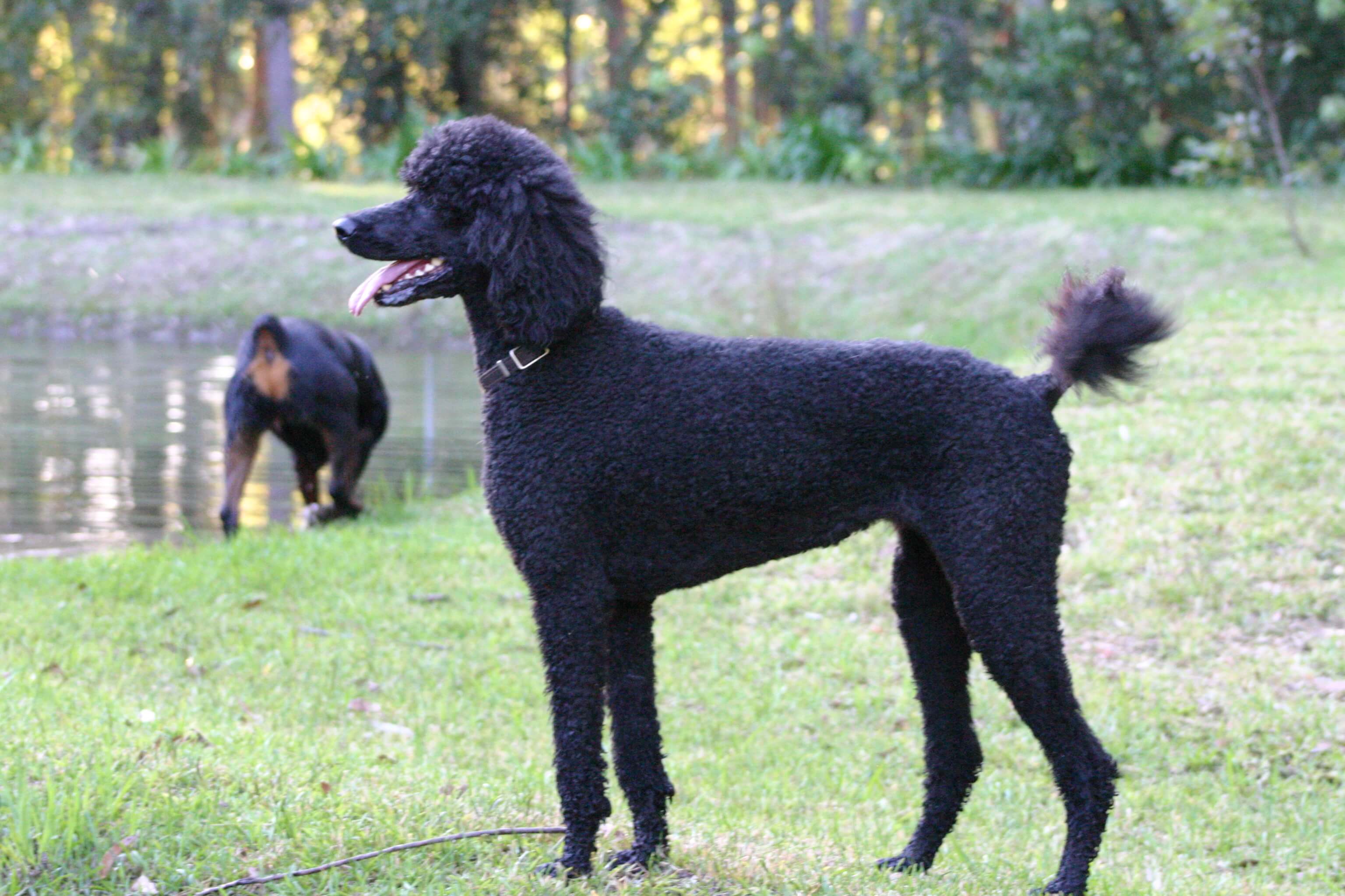 9. Standard Poodle Haircuts for Summer: Keeping Your Poodle Cool and Stylish - wide 9