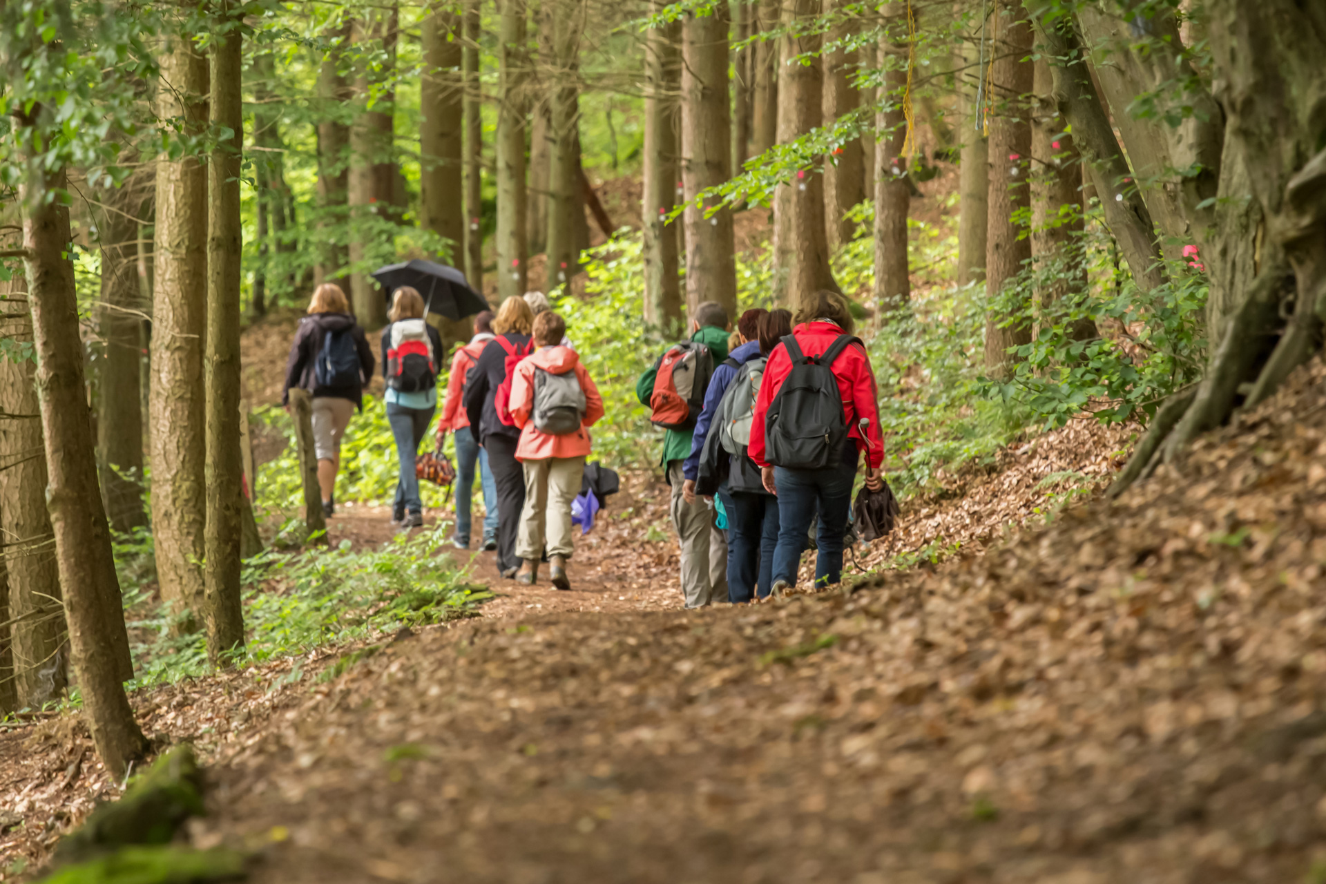 Eine Gruppe Wanderer im Wald.