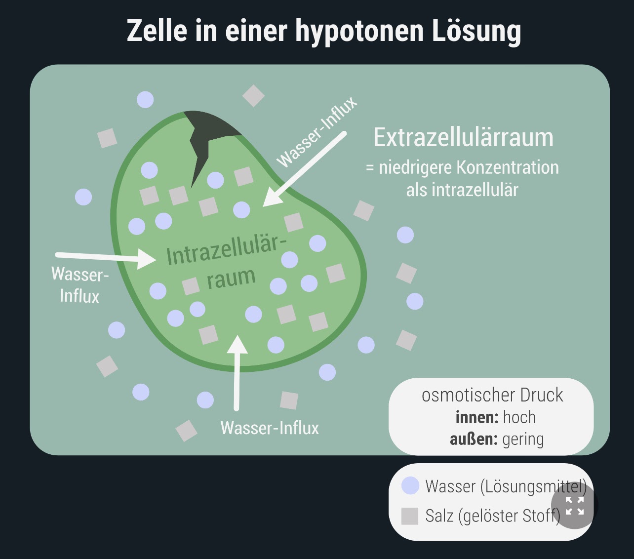 Osmose einfach erklärt