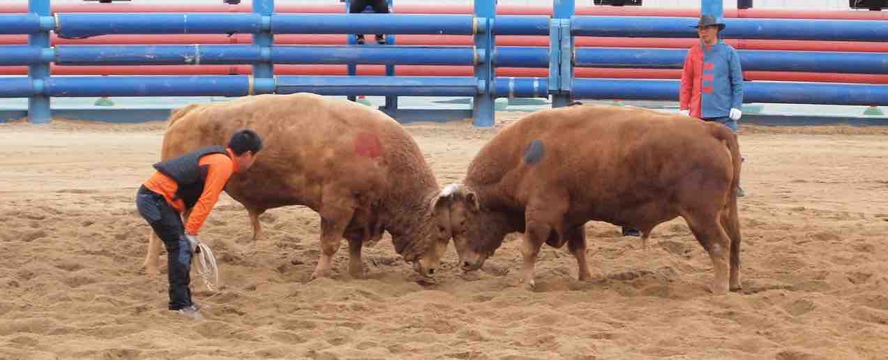 bulls butting heads