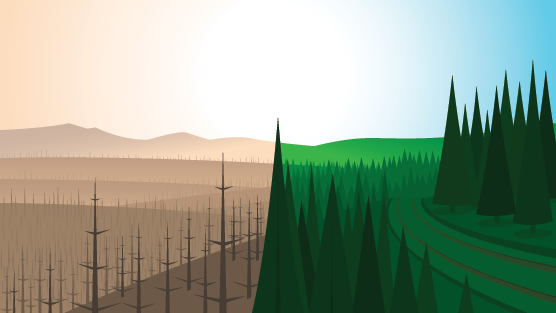 A burnt forest compared to a healthy forest