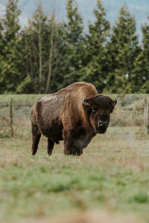 Bison in a field