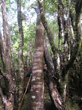 Kauri Ricker HMS Tortoise, Sailor's Grave and the 'Camp in the Forest', Te Karo ...