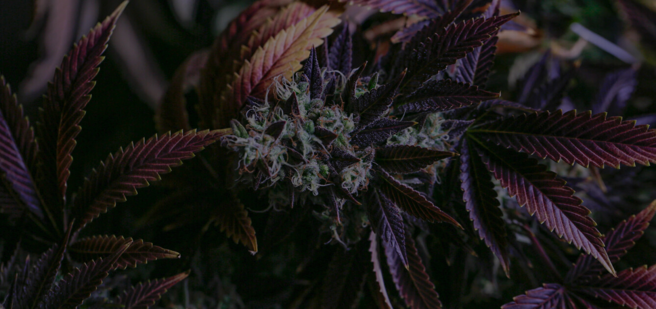Cannabis