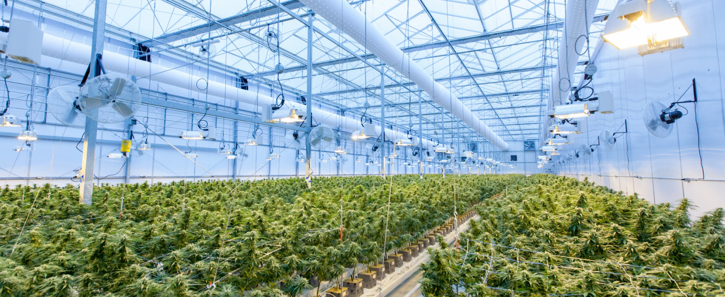Cannabis Cultivation