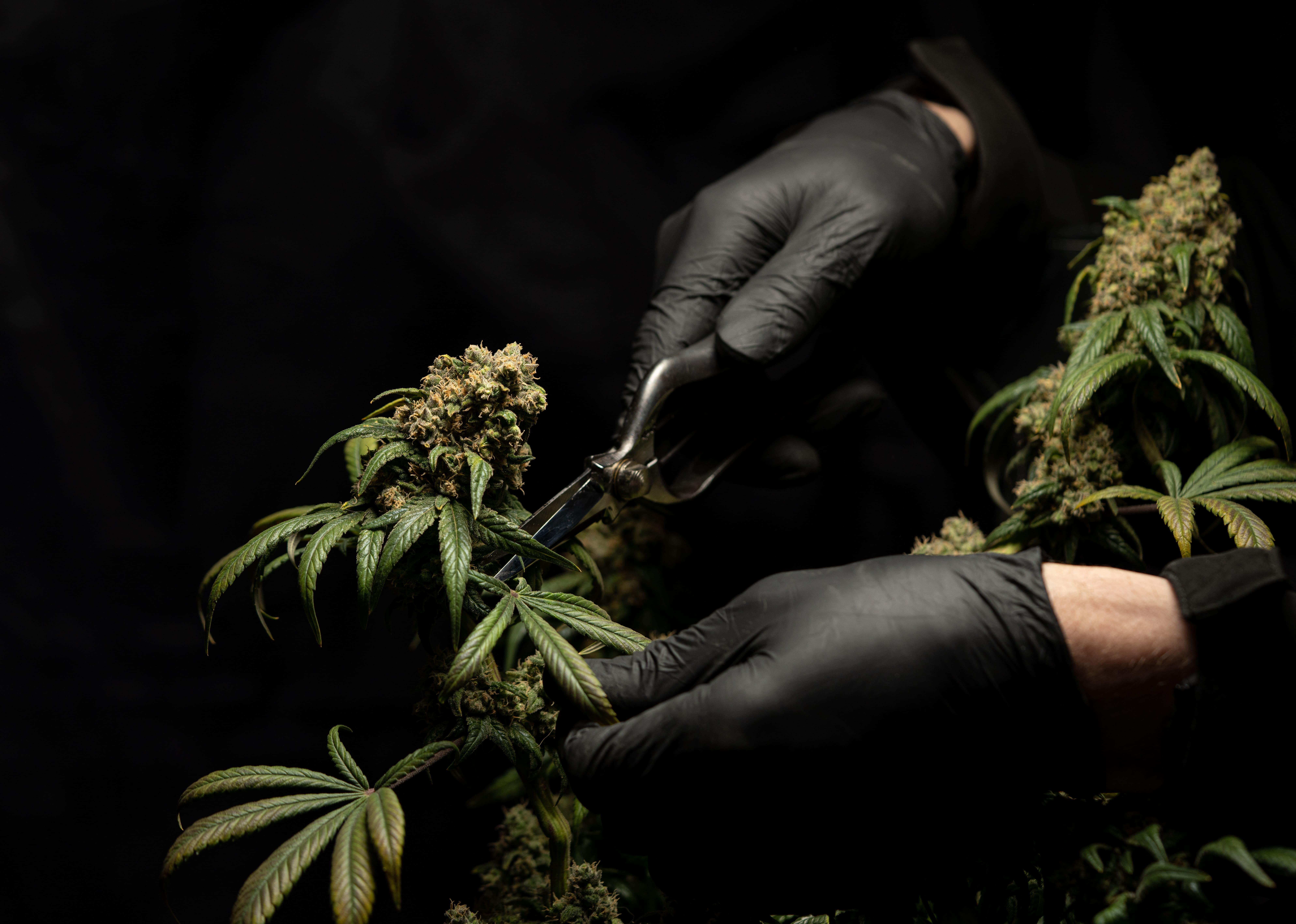 Cannabis Cultivation Insurance: Don’t Let Your Crop Go Up in Smoke