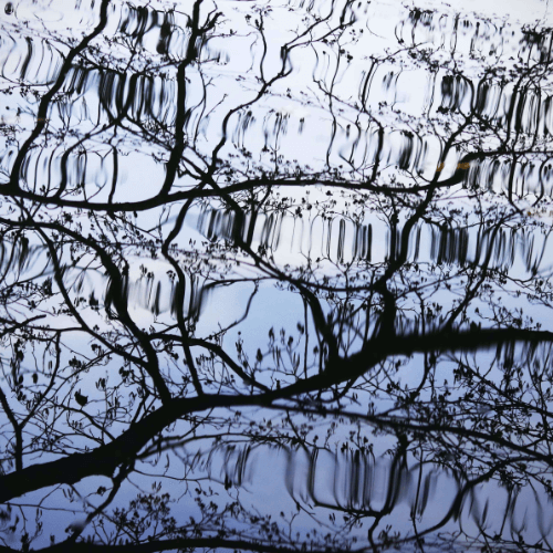 A branches reflection in a lake