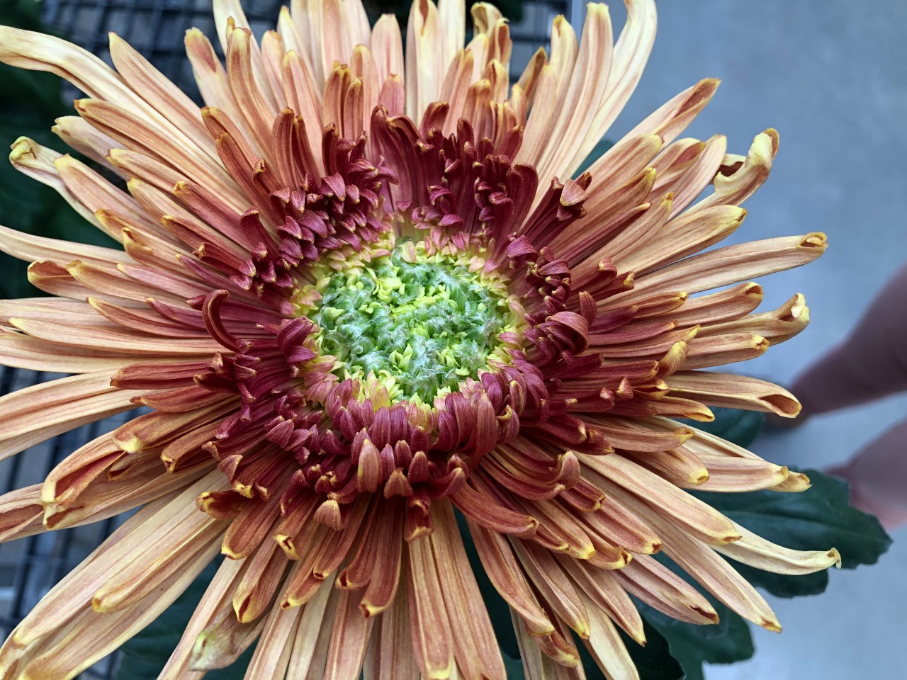 image of Seatons Coffee mum flower