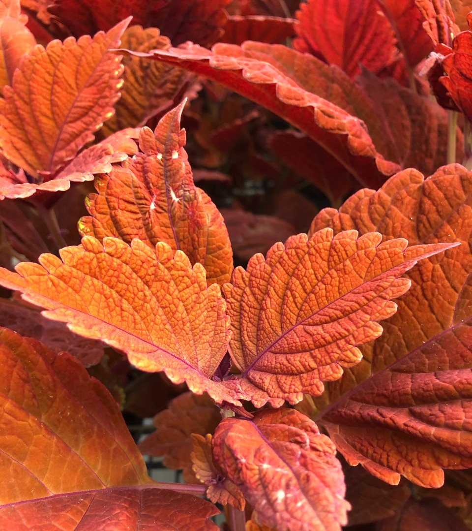 image of a red coleus plant