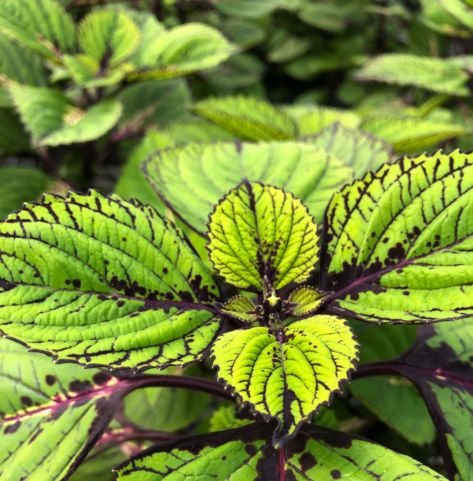 image of a green coleus plant