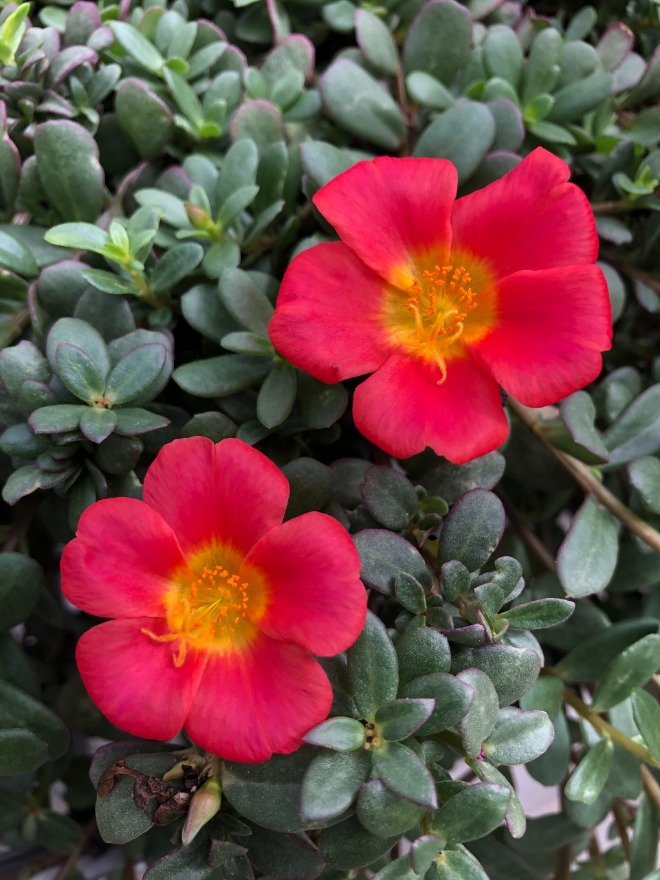 image of a red moss rose flower