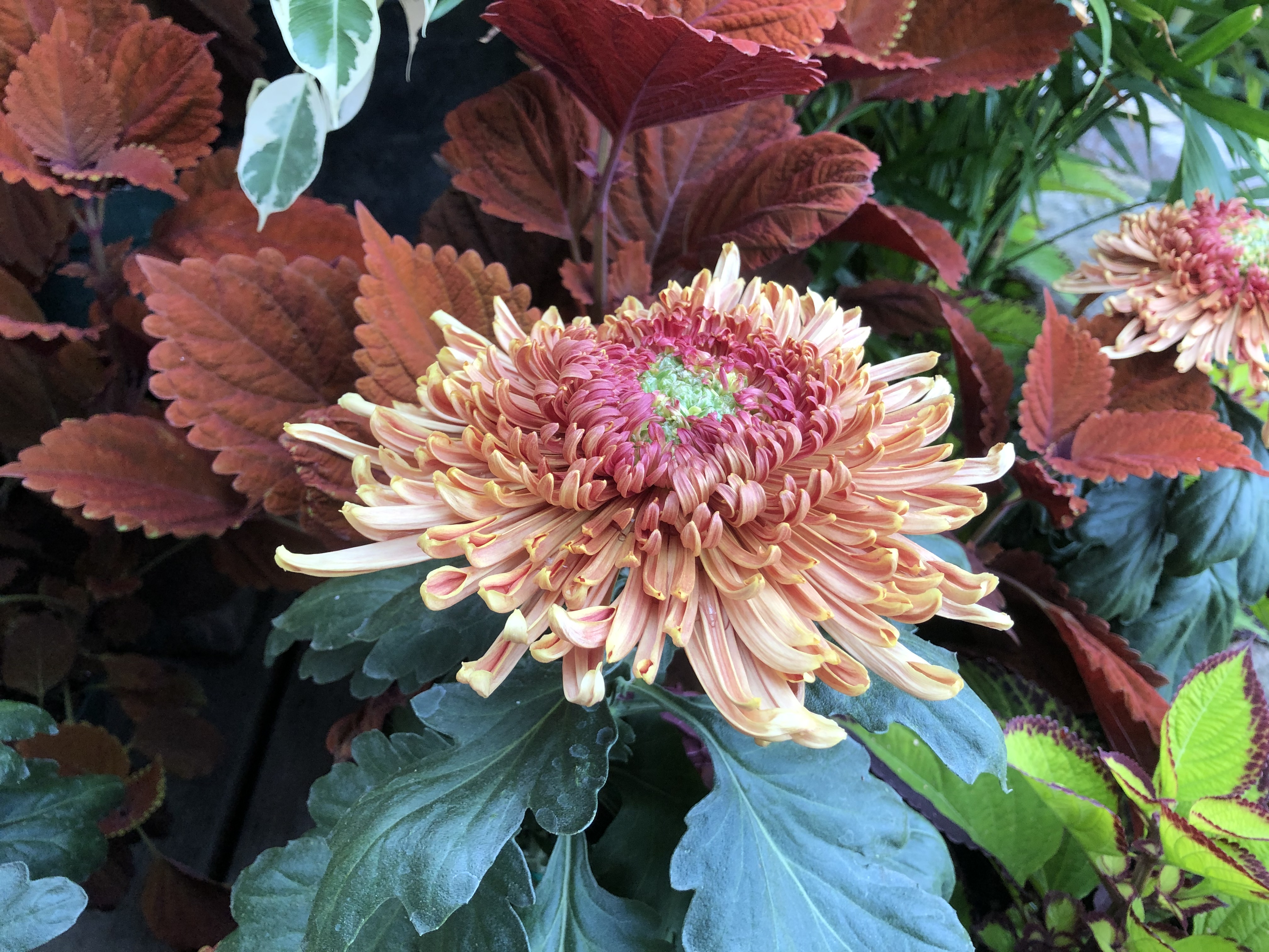 chrysanthemum