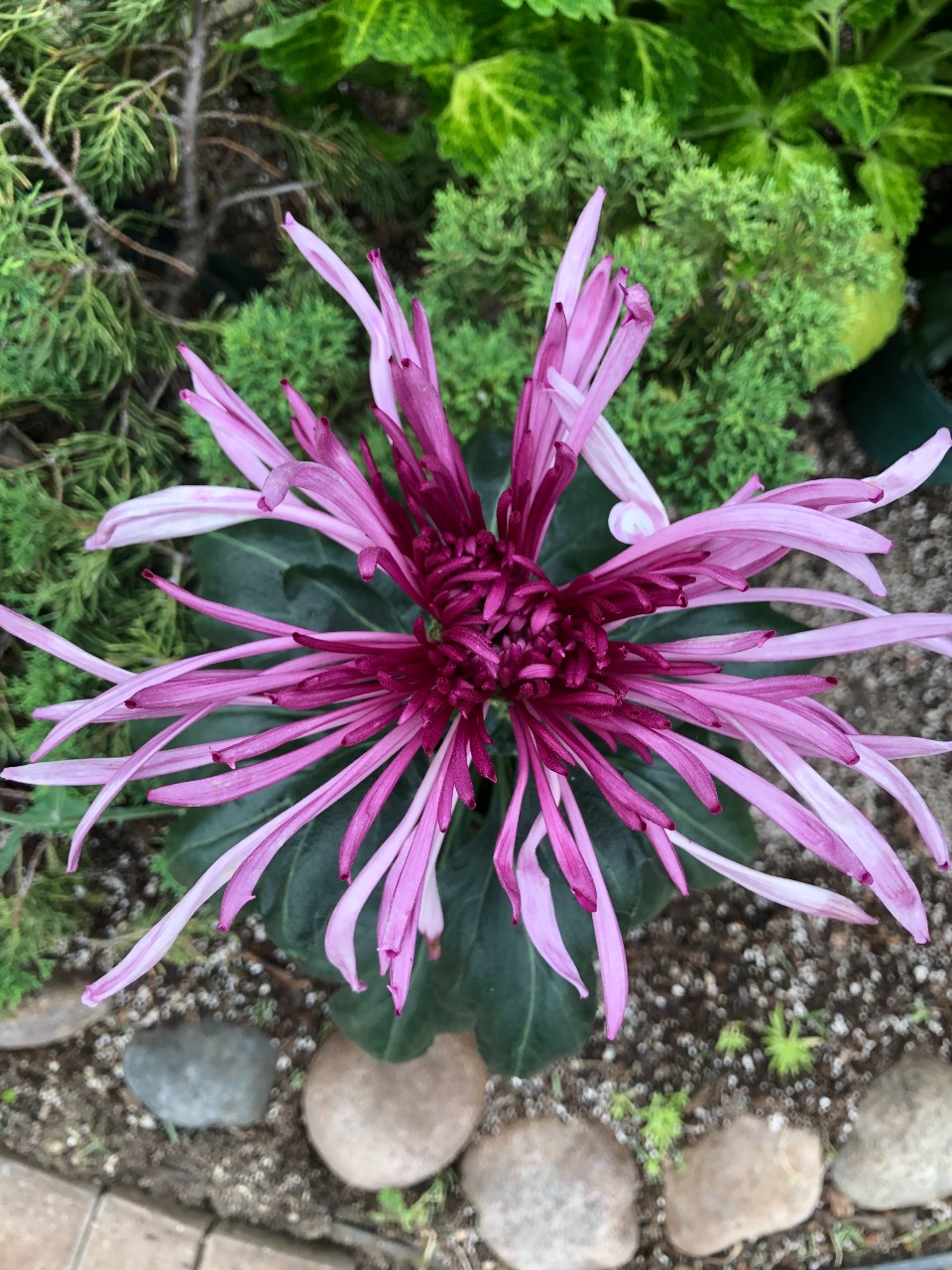 chrysanthemum