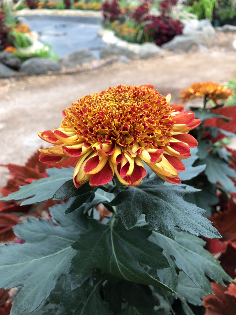 chrysanthemum