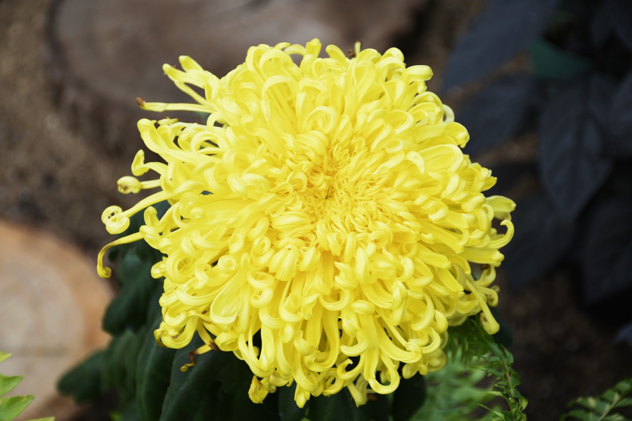 chrysanthemum