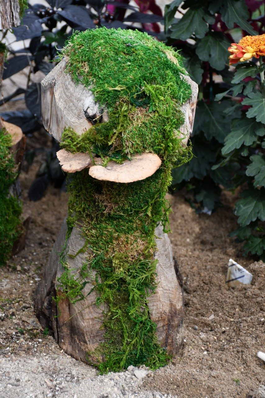 mossy log
