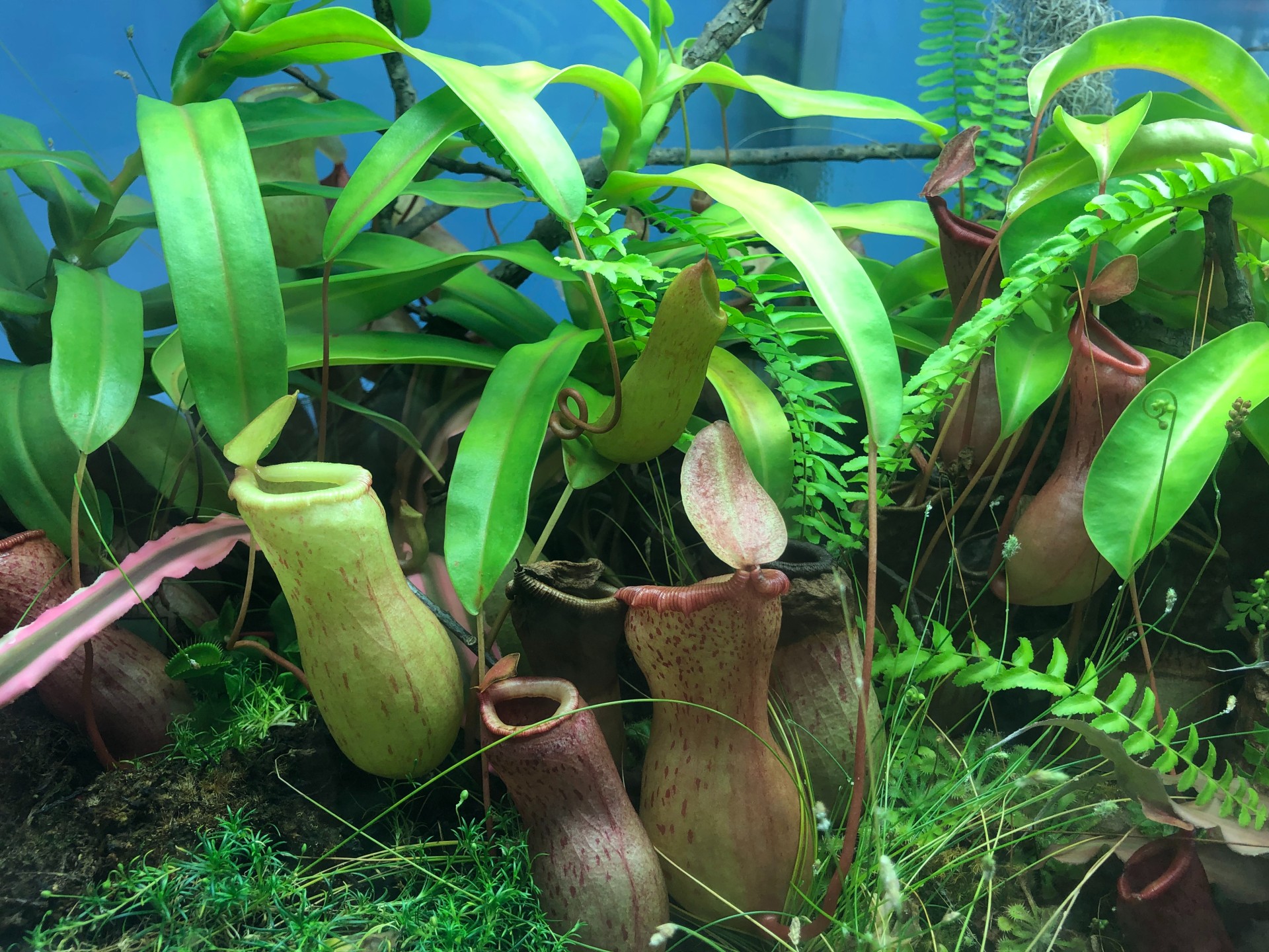 close up view of a pitcher plant