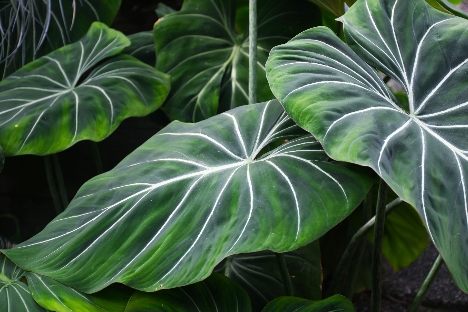 dark green, large leaves called Elephant's ears due to their similar shape as elephant ears