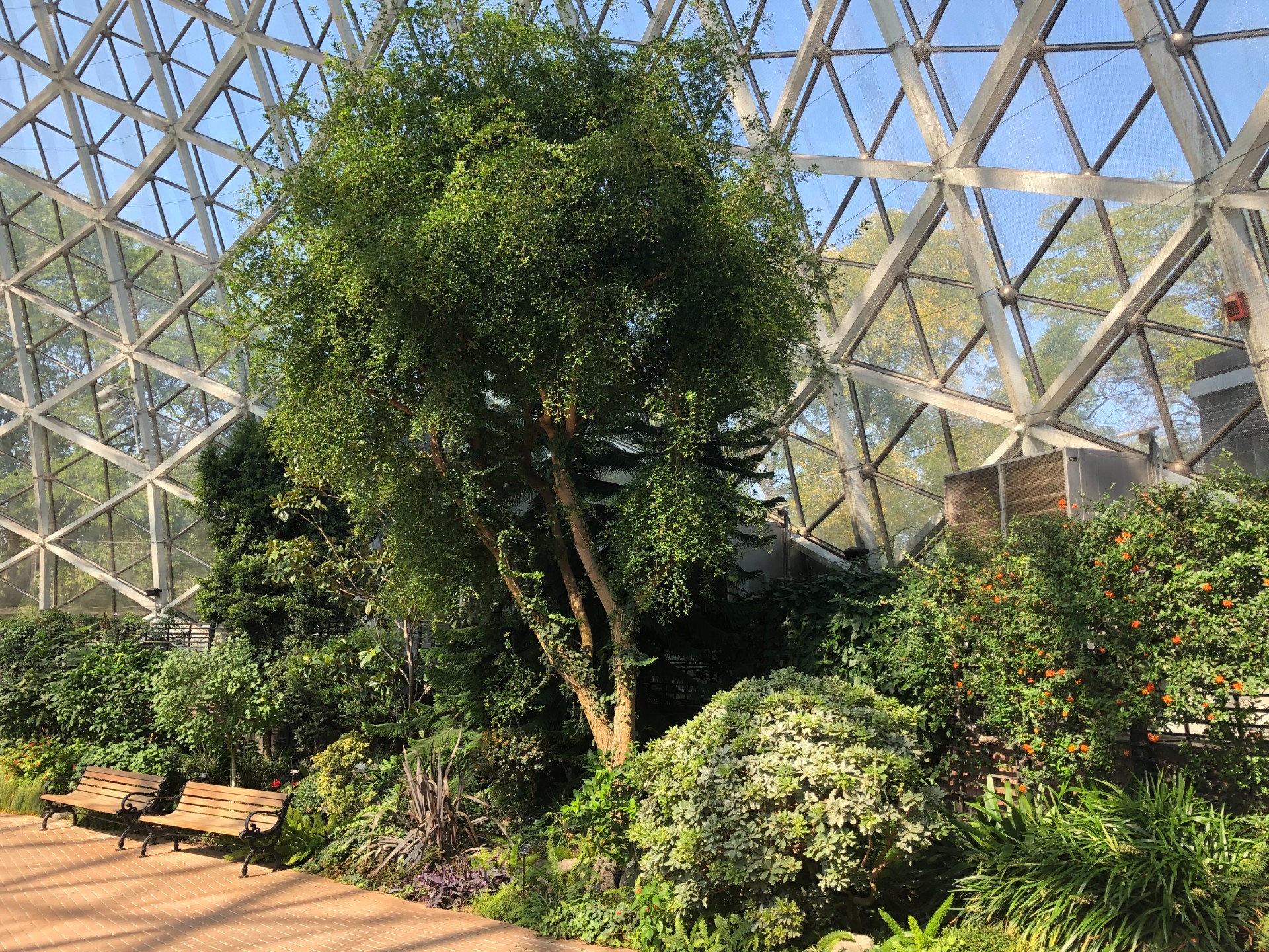 orange trees inside the floral dome