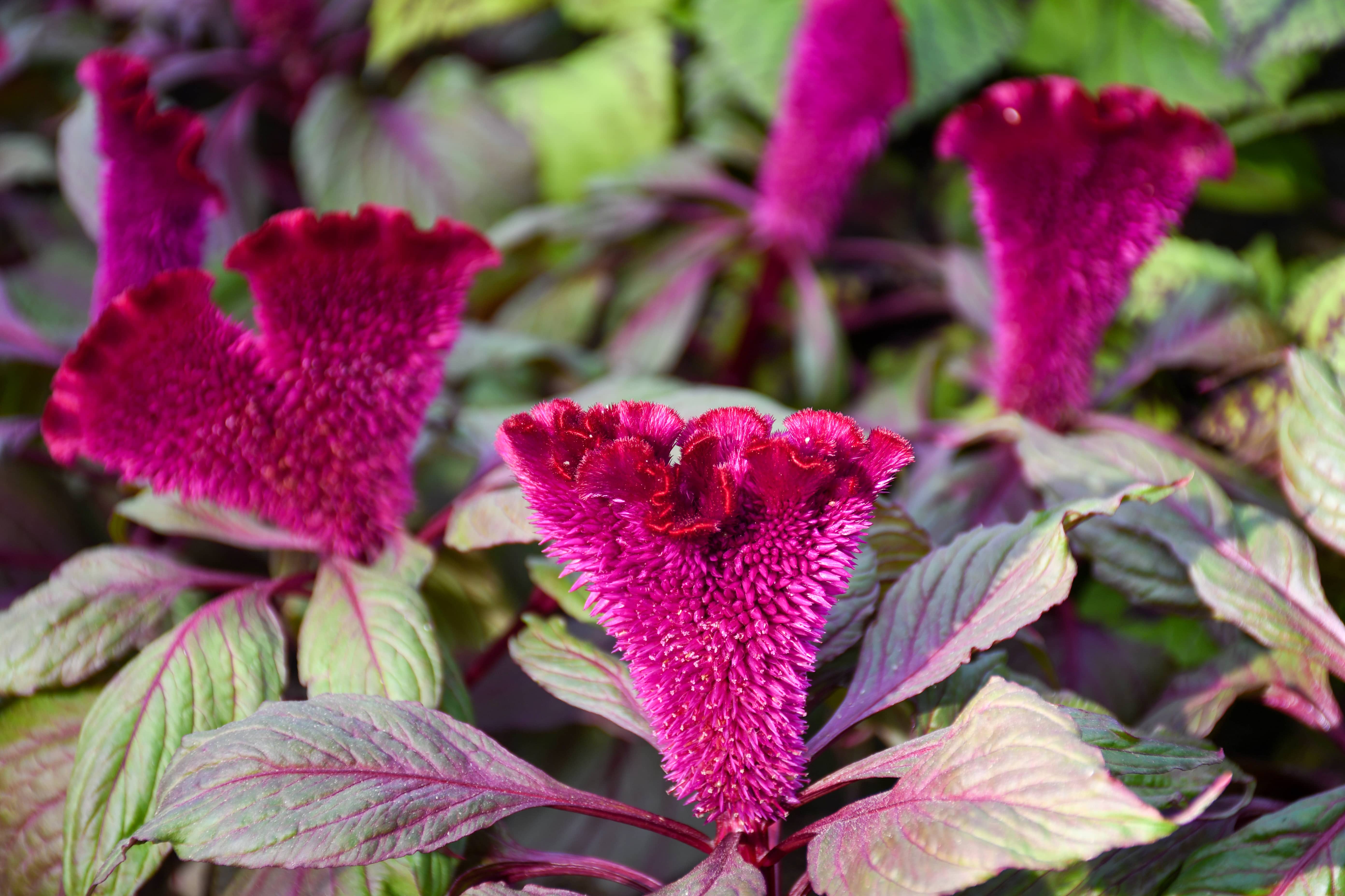 red poinsettia