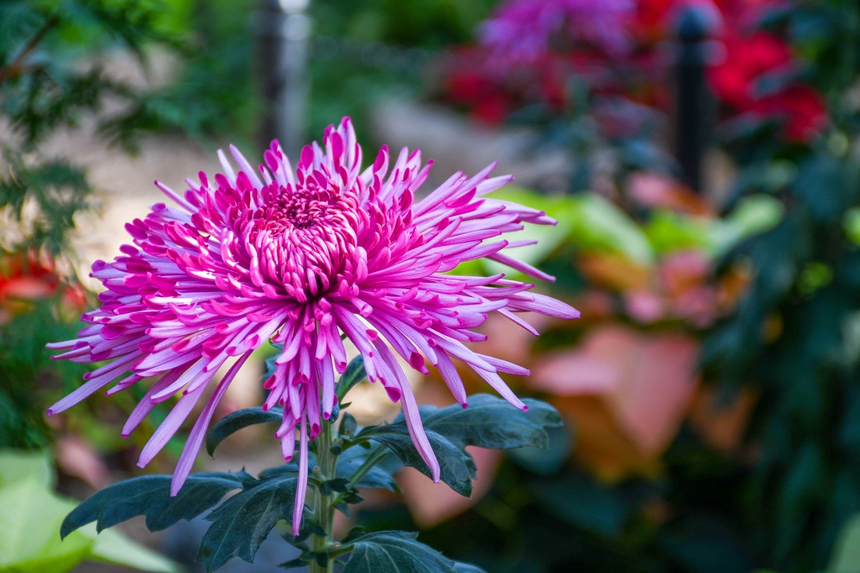a pink matchstick mum