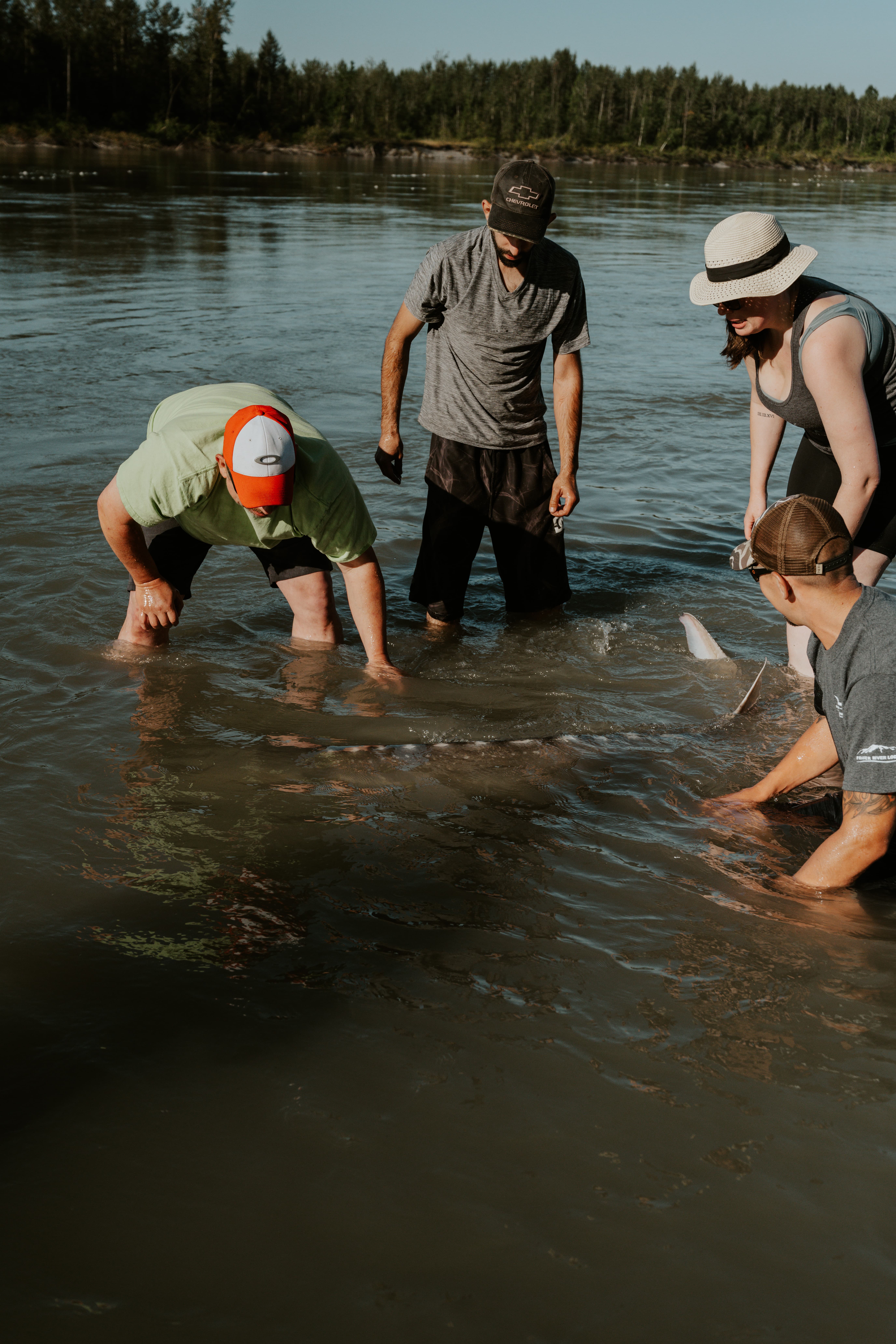 Fishermen releasing sturgeon back into the wild.