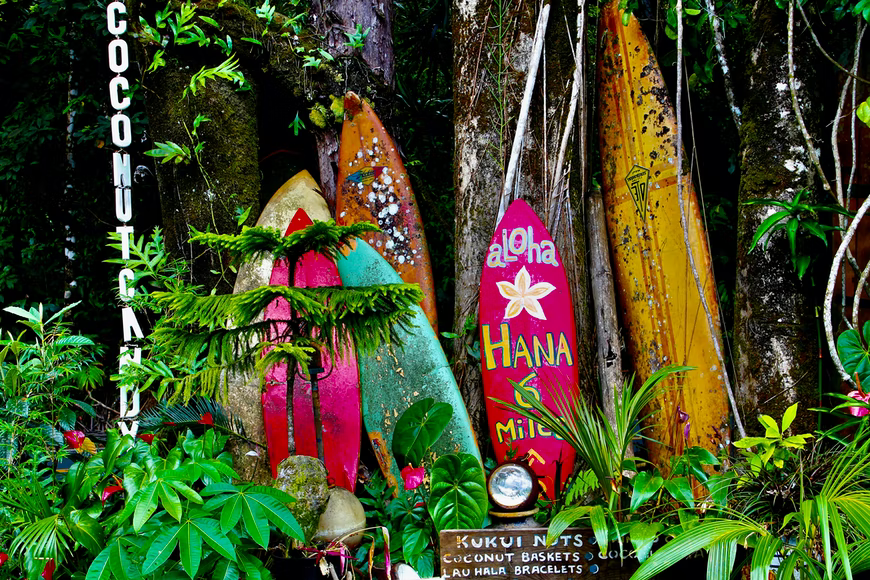 colorful surfboards leaning on a tree over a rich foliage