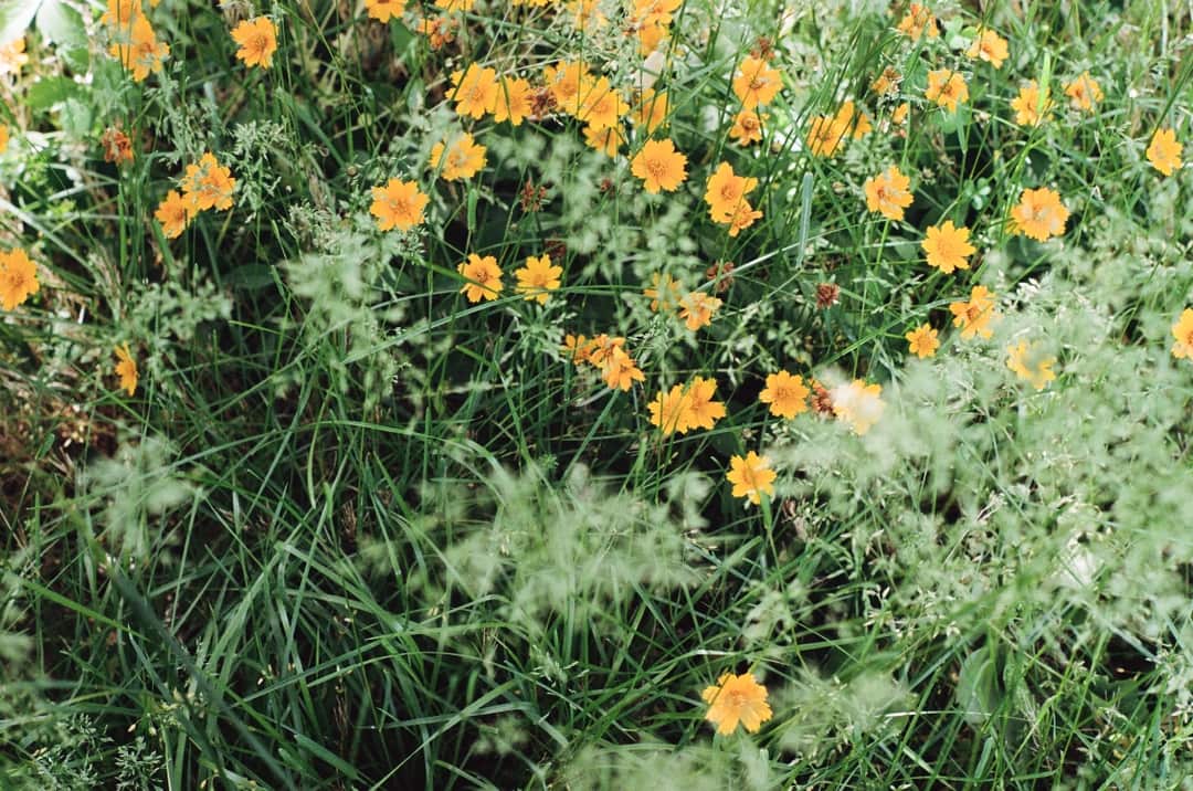 t.r.h. blue Intro to Love