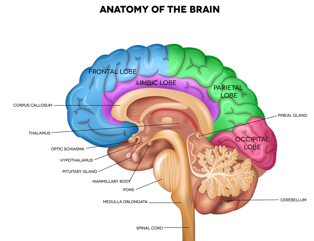 Anatomie mozku