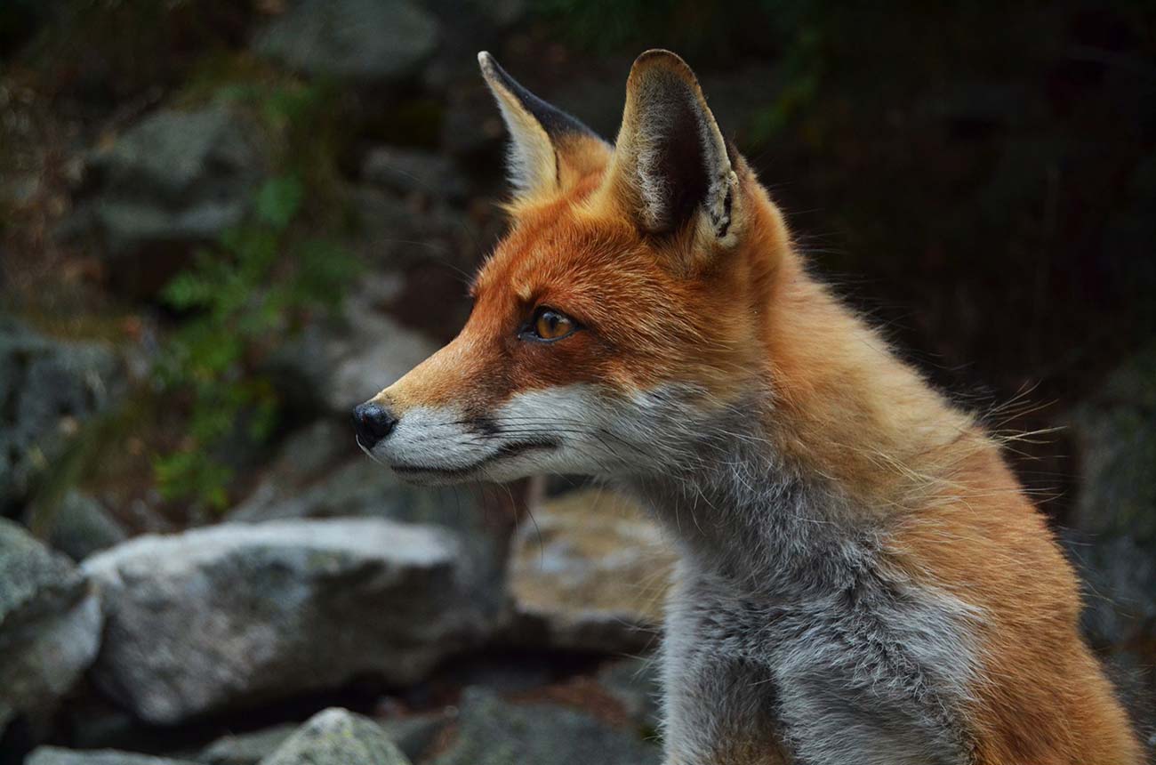Quas